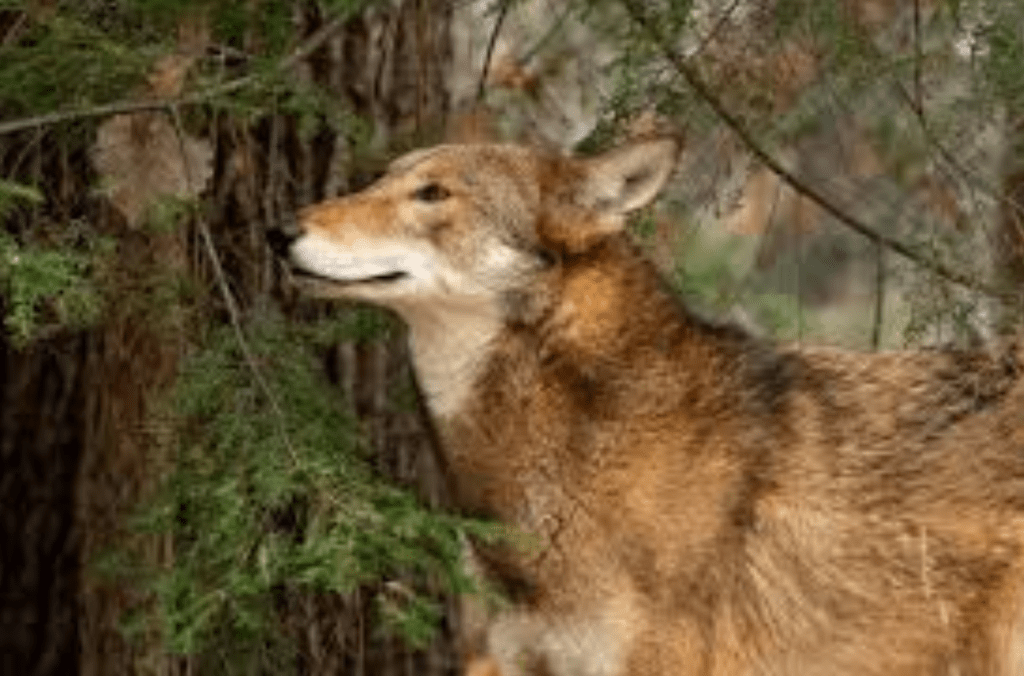 Animals Facing Extinction in the Next&nbsp;Decade