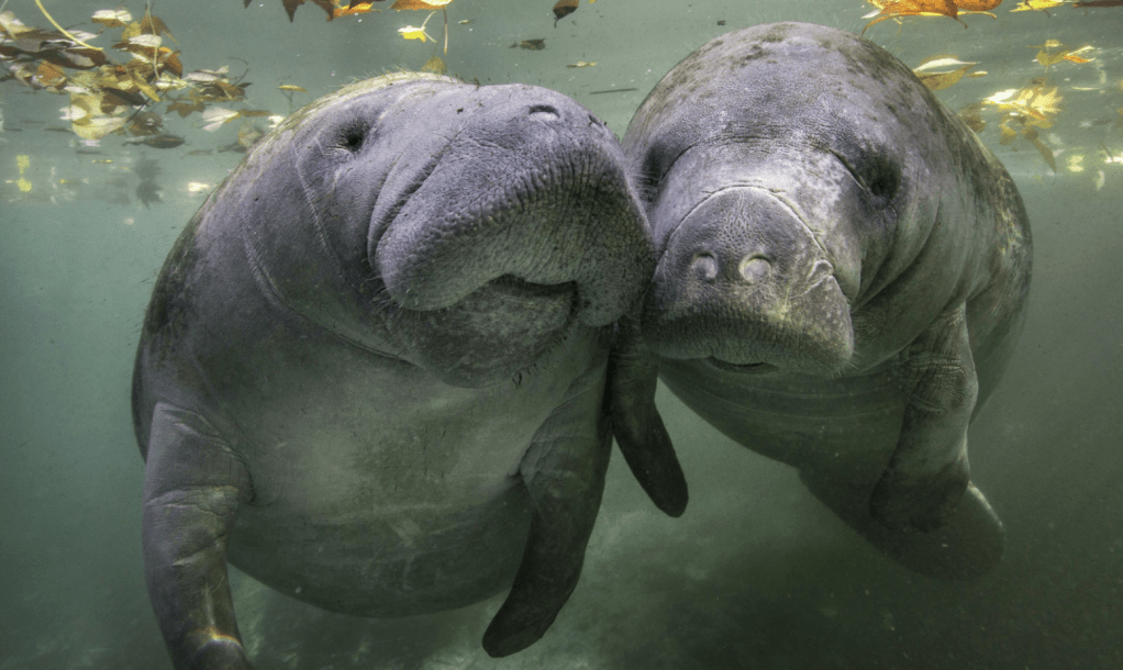 The Threat to Sea&nbsp;Cows